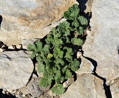 Blumenbachia prietea