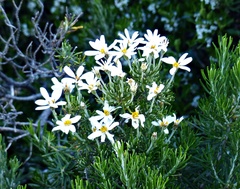 Chiliotrichum diffusum