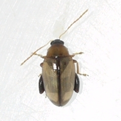 Psylliodes affinis