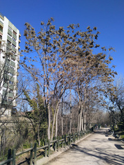 Ailanthus altissima