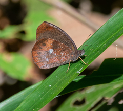 Godartiana muscosa