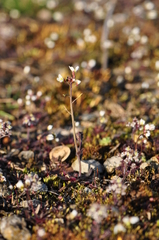 Arabidopsis thaliana