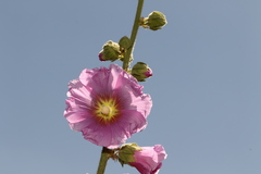 Alcea