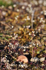 Arabidopsis thaliana