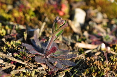 Arabidopsis thaliana