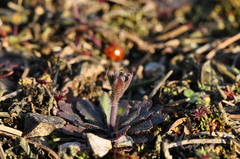 Arabidopsis thaliana
