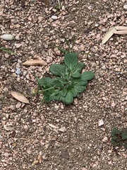 Alternanthera pungens