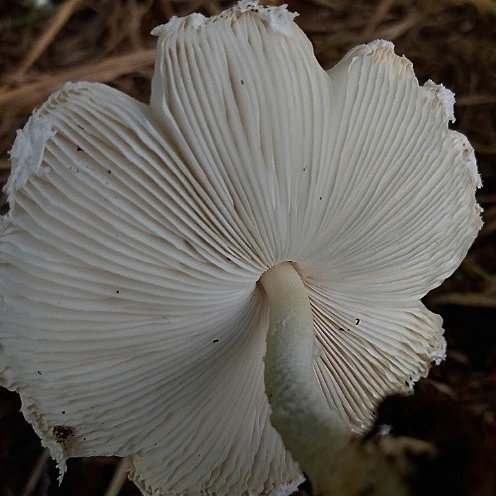Leucocoprinus cretaceus · March 2022 · photo: © lelacappelli (iNaturalist, cc0)