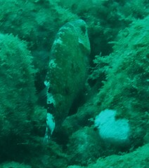 Cheilinus chlorourus