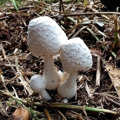Leucocoprinus cretaceus