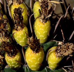Ferocactus townsendianus