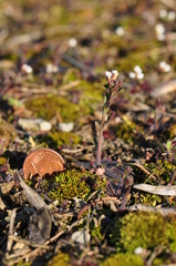 Arabidopsis thaliana