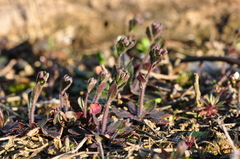 Arabidopsis thaliana