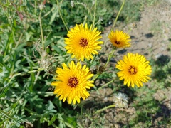 Reichardia tingitana