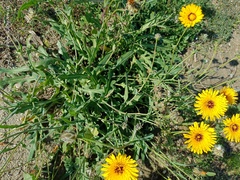Reichardia tingitana