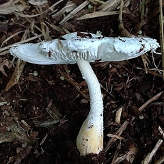 Leucocoprinus cretaceus