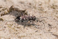 Cicindela hybrida