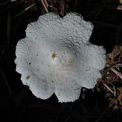 Leucocoprinus cretaceus