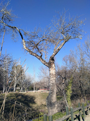 Populus alba