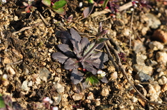Arabidopsis thaliana