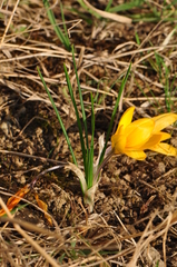 Crocus chrysanthus