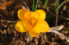 Crocus chrysanthus