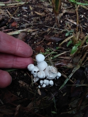 Leucocoprinus cretaceus