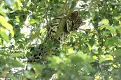 Leopardus wiedii
