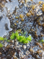 Ulva