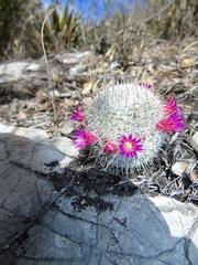 Mammillaria haageana meissneri