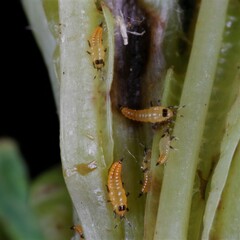 Thysanoptera