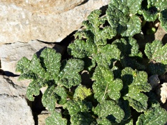 Blumenbachia prietea