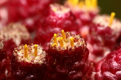 Helichrysum sanguineum
