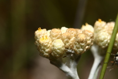 Helichrysum sanguineum