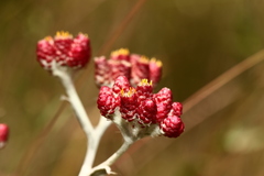Helichrysum sanguineum