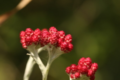 Helichrysum sanguineum