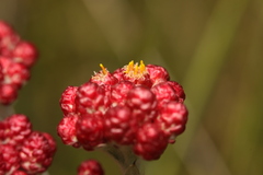 Helichrysum sanguineum