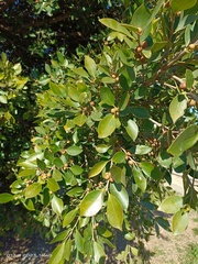 Ficus benjamina benjamina