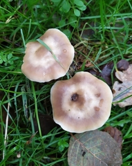 Rhodocollybia butyracea