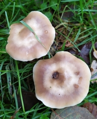 Rhodocollybia butyracea