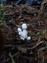 Leucocoprinus cretaceus