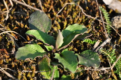 Noccaea perfoliata