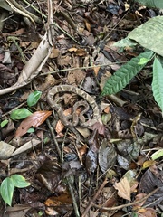 Bothrops jararaca