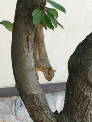 Sciurus niger