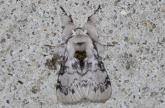 Iropoca rotundata
