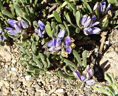 Polygala salasiana