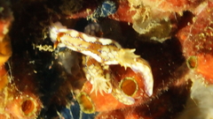 Hypselodoris krakatoa