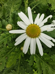 Argyranthemum