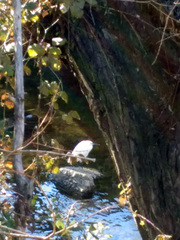 Egretta garzetta