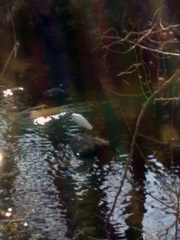 Egretta garzetta